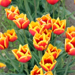 tulips-(24)