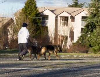 Jogging two doggies